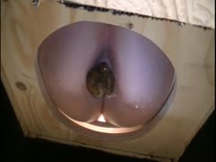 Poop in a hole and blond shits